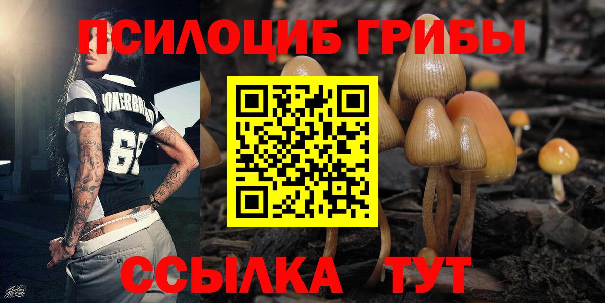Псилоцибиновые грибы Psilocybe  Вход с VPN  Тулун 